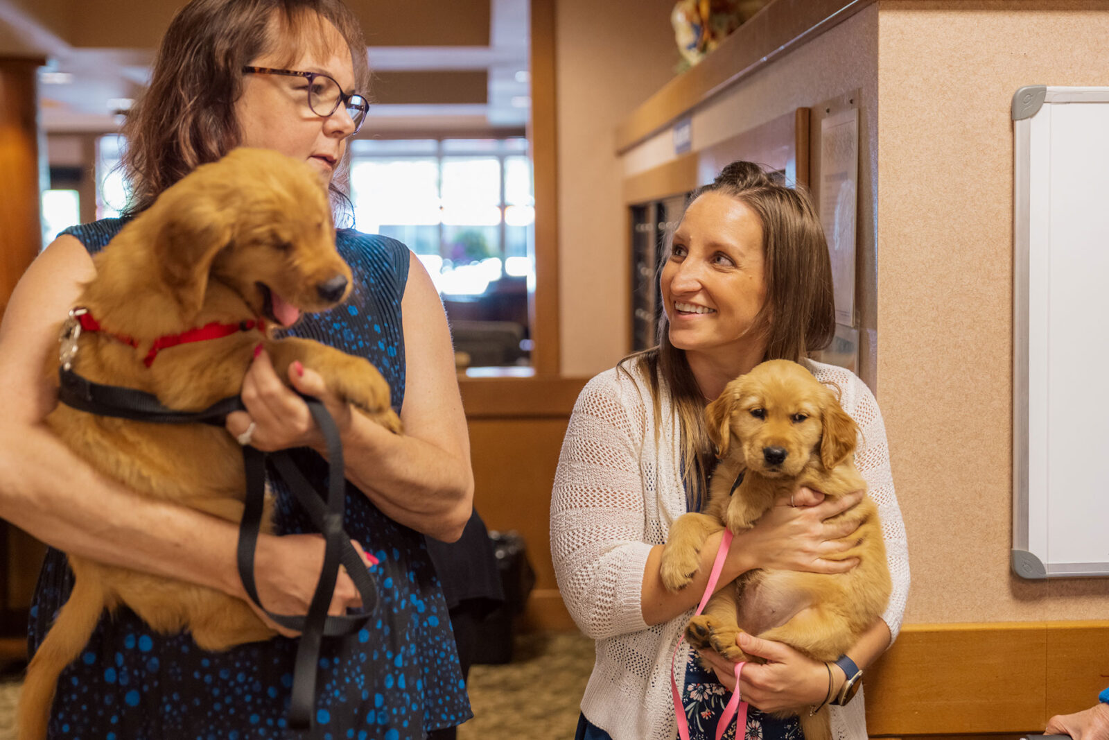 Two women hold golden retriever puppies and smile at each other in a cozy setting.
